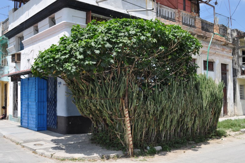 Ernesto Oroza, Untitled (Habitat cell made out with euphorbia trigona shrubs and an aluminum door.) From architecture of necessity, 2012