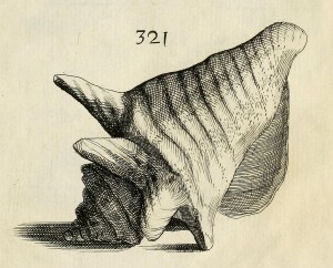 Strombus_gigas_type